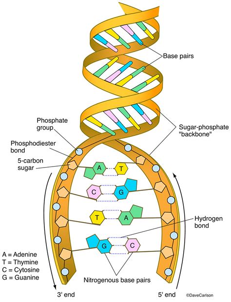 detailed diagram of dna.